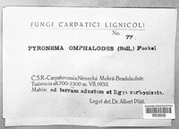 Pyronema omphalodes image